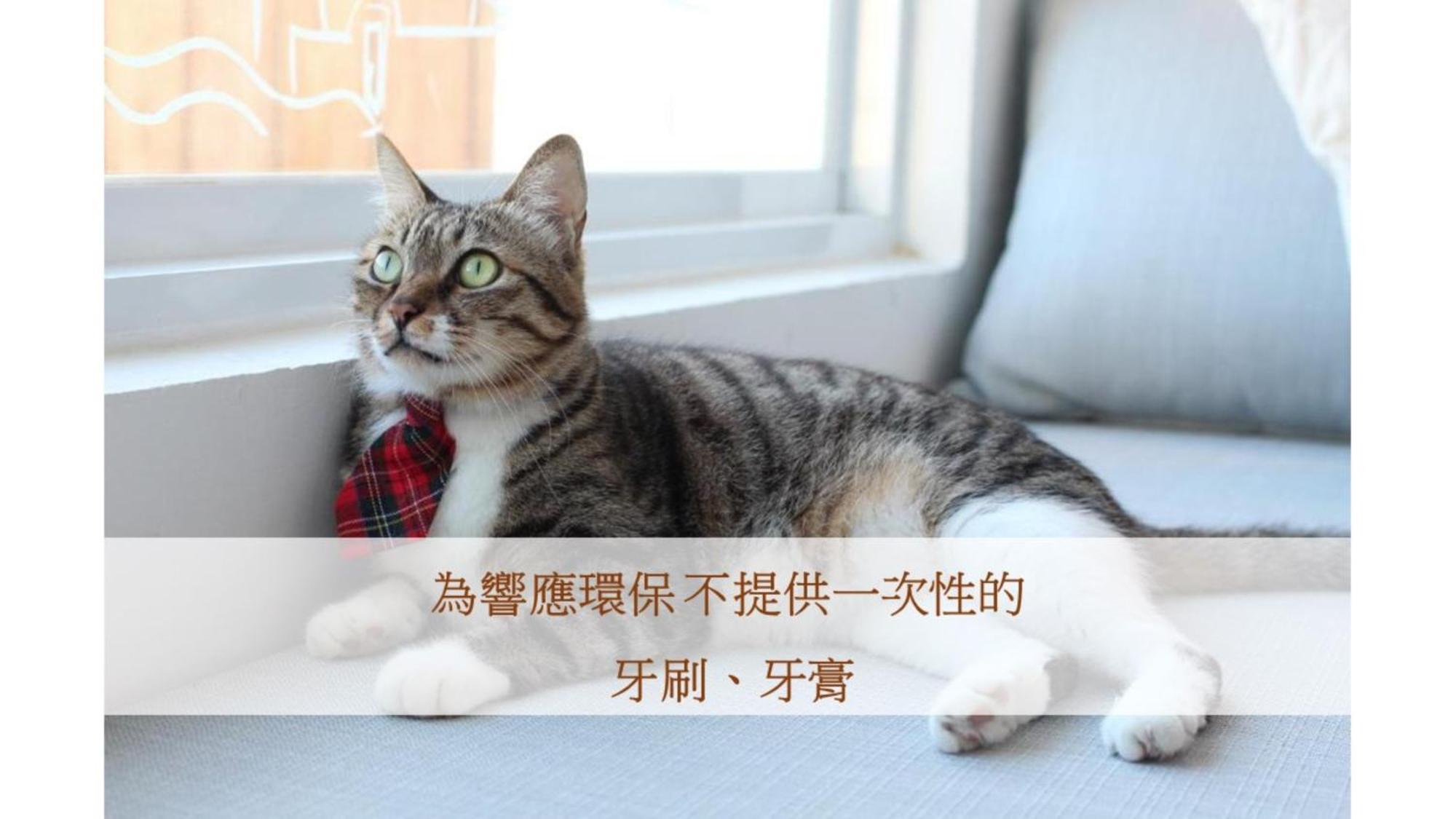 Cat At Greece Bed & Breakfast Nanwan Exterior photo