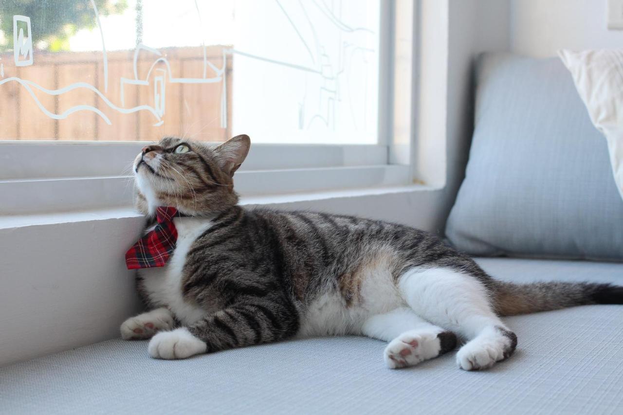 Cat At Greece Bed & Breakfast Nanwan Exterior photo