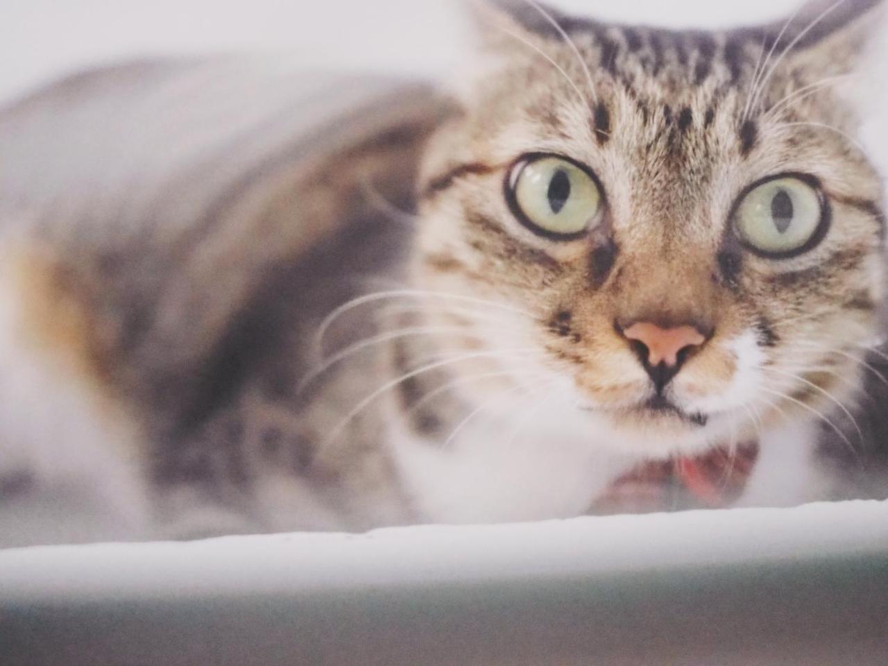 Cat At Greece Bed & Breakfast Nanwan Exterior photo